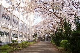 桜が咲く横浜緑ケ丘高校の校内